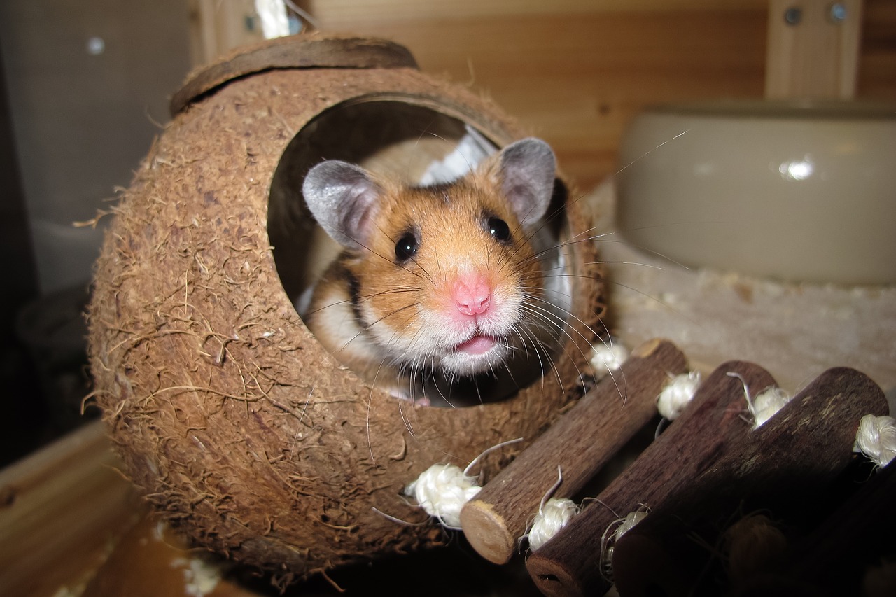 Hamster als Haustier: Darauf musst du achten - Haustiertest